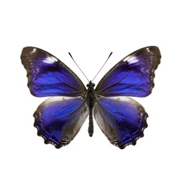 Banded purple