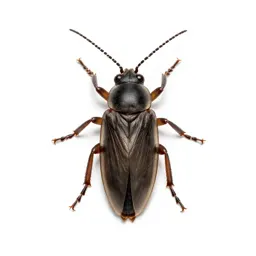 Bark-louse