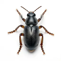 Bean weevil