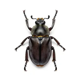 Bee beetle