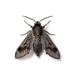 Bee moth