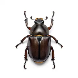 Beetle