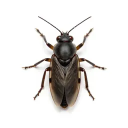 Bird louse