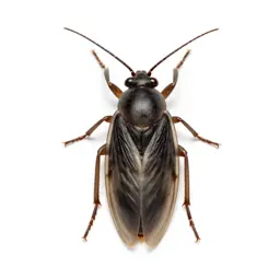 Body louse