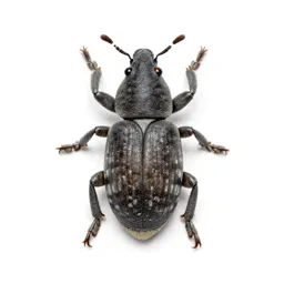 Boll weevil