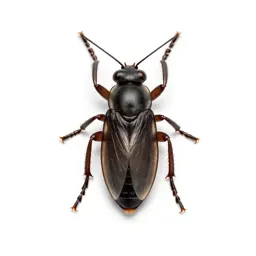 Booklouse