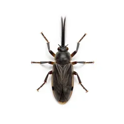 Bristletail