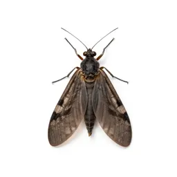 Brown lacewing