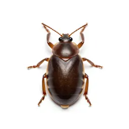 Brown soft scale