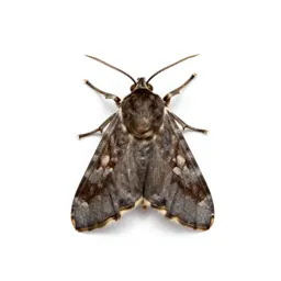 Browntail