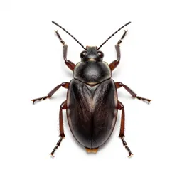 Bug