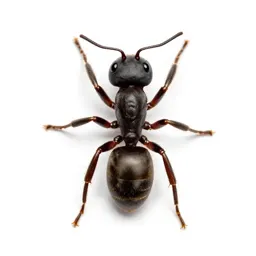 Bulldog ant