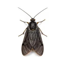 Caddis fly