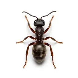 Carpenter ant