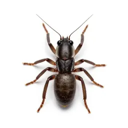Cat flea