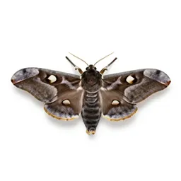 Cecropia