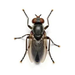 Chalcid fly