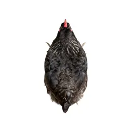 Chicken louse