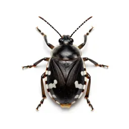 Chinch bug
