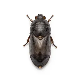 Chrysalis
