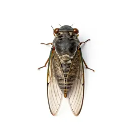 Cicada