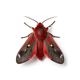 Cinnabar