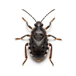 Citrus mealybug