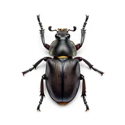 Clerid beetle