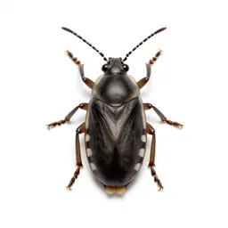 Coccid insect