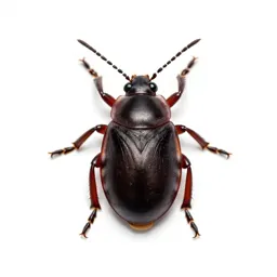 Cochineal insect
