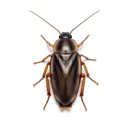 Cockroach