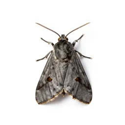 Codling moth
