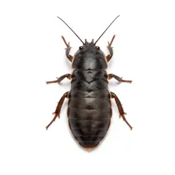 Collembolan
