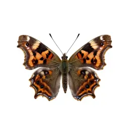 Comma