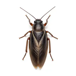 Common booklouse