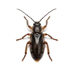 Common European earwig