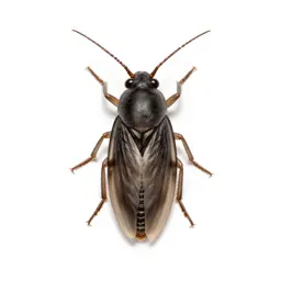 Common louse