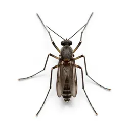 Common mosquito