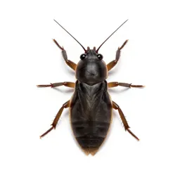 Common pond-skater
