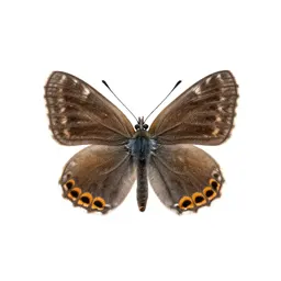 Copper