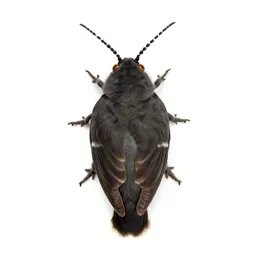 Corn borer