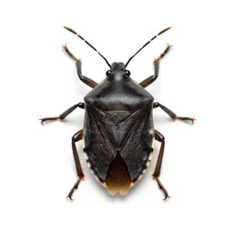 Cotton stainer