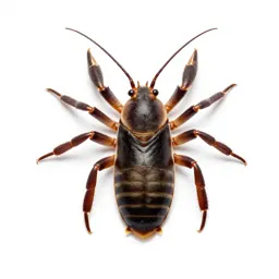 Crab louse