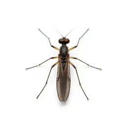 Crane fly