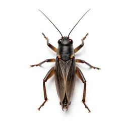 Cricket