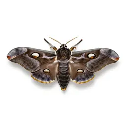 Cynthia moth