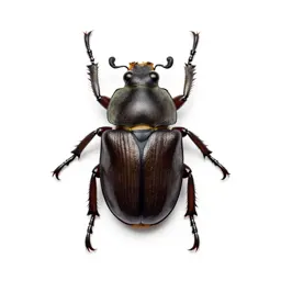 Darkling beetle