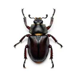 Deathwatch beetle