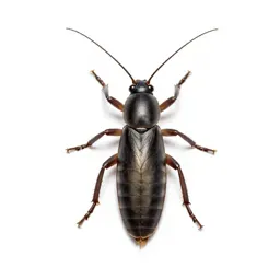Diapheromera