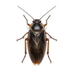 Dictyopterous insect